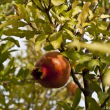 (Deutsch) Granatapfelmarmelade - ein winterlicher Fruchtgenuss
