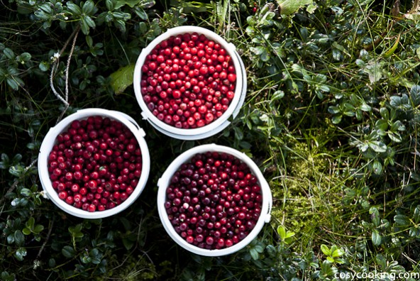 (Deutsch) Herb und süss - Preiselbeermarmelade mit karamellisiertem Zucker