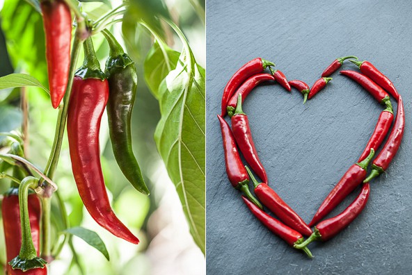 (Deutsch) Chilis und eine längst fällige Salsa de Ají