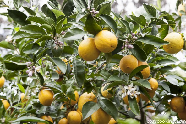 Karen - die Meyer Lemon Lady aus Kalifornien