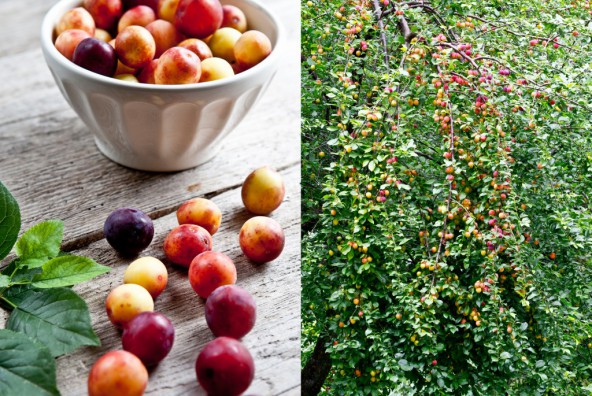 Schneller Fruchtaufstrich mit Mirabellen aus dem eigenen Garten - alltagsfreundlich